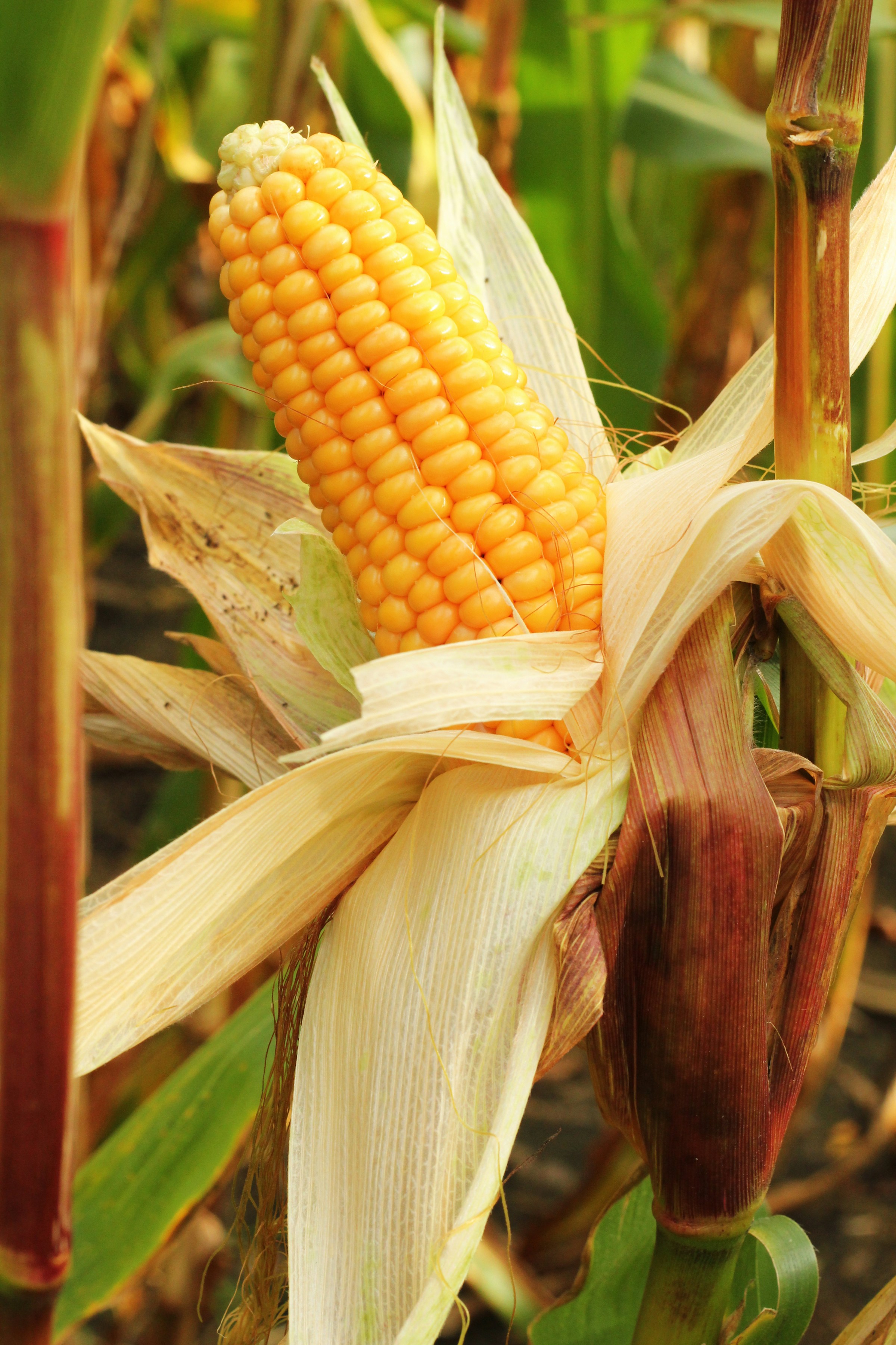 Field of healthy, non-GMO maize
