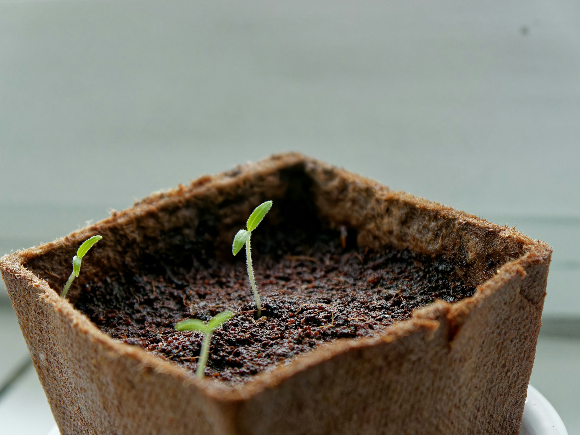 Young seedlings growing in a modern nursery