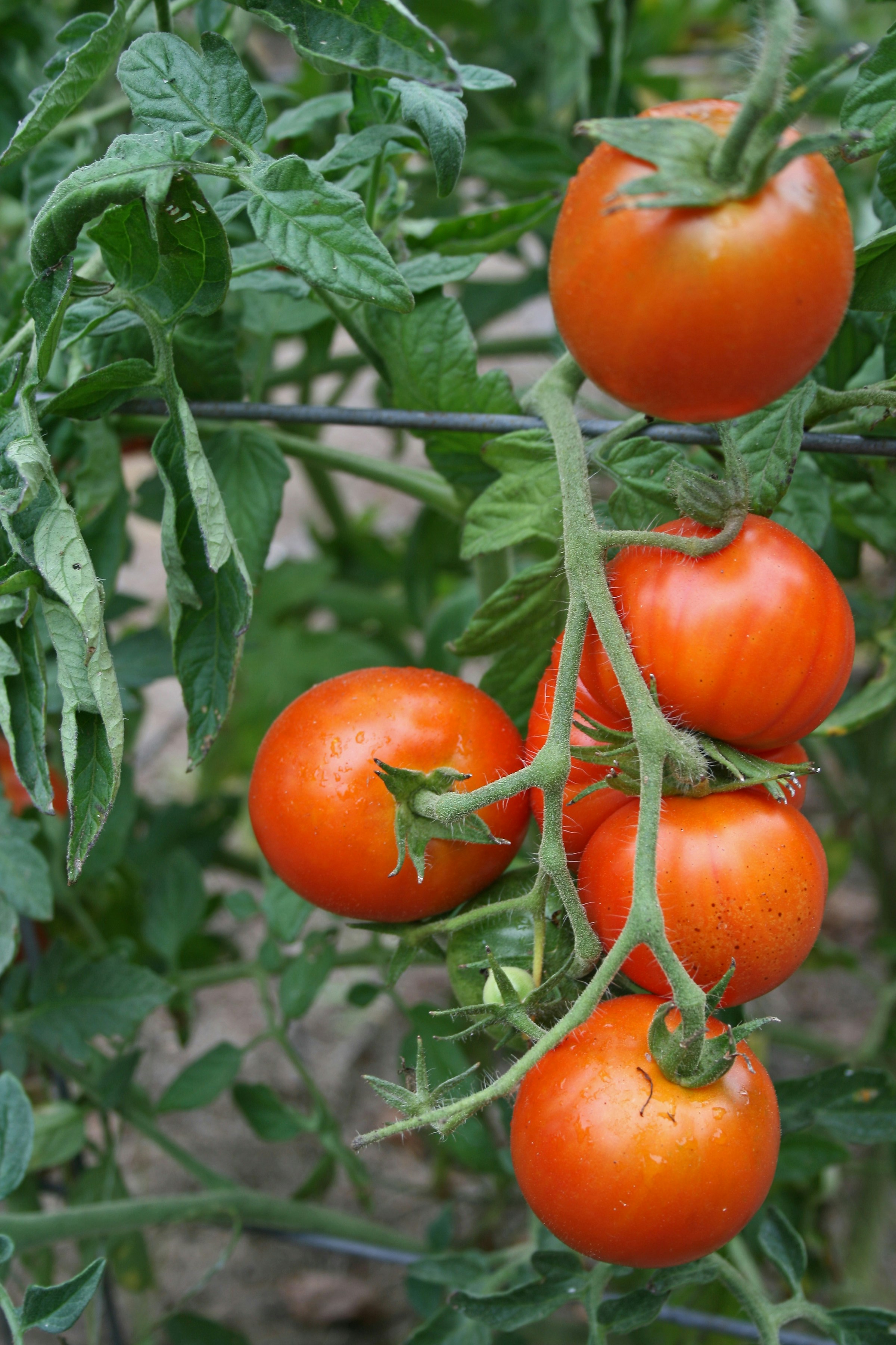 Harvested Heirloom Tomatoes in basket