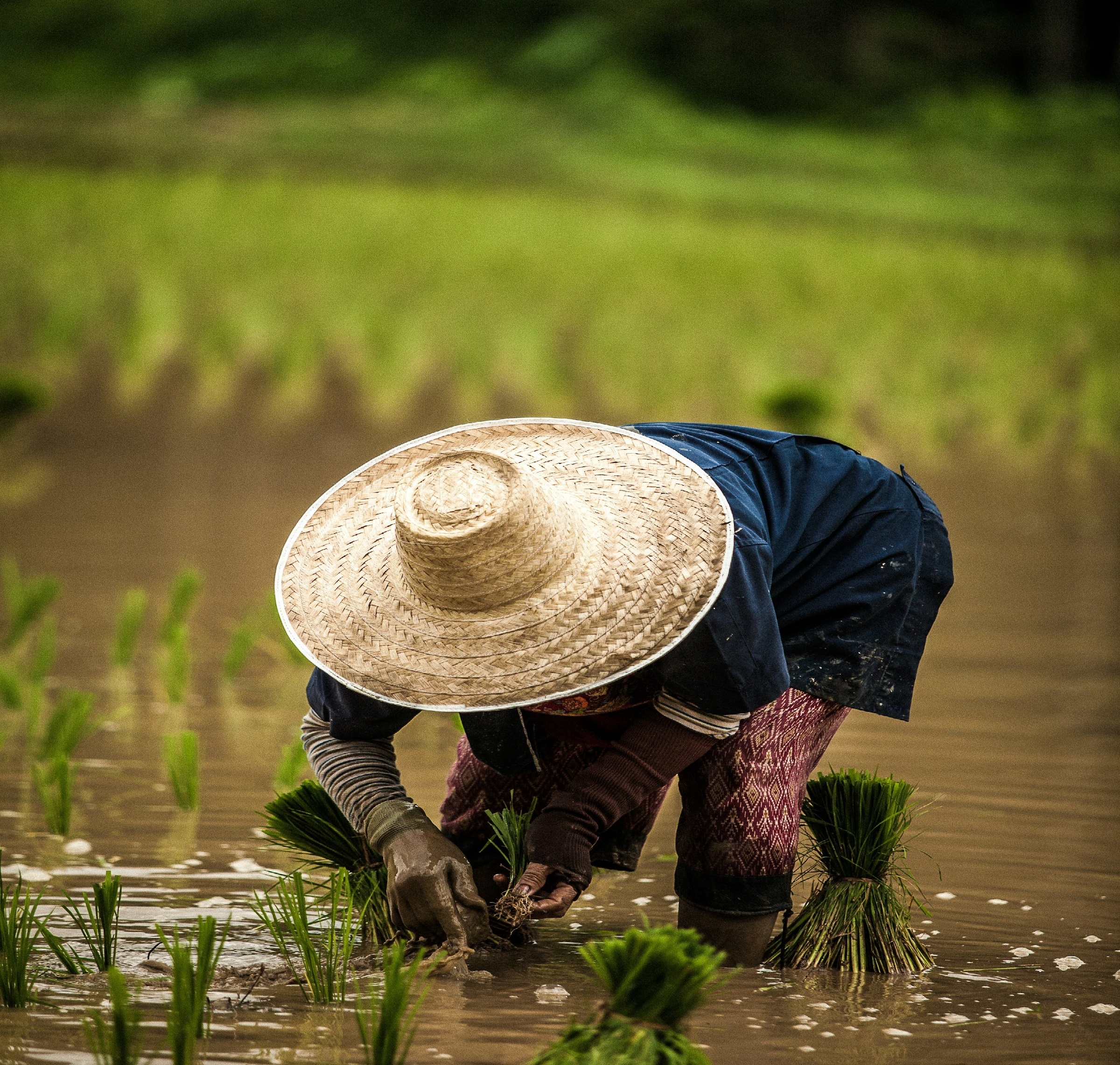 Farmer holding fresh soil in a green field