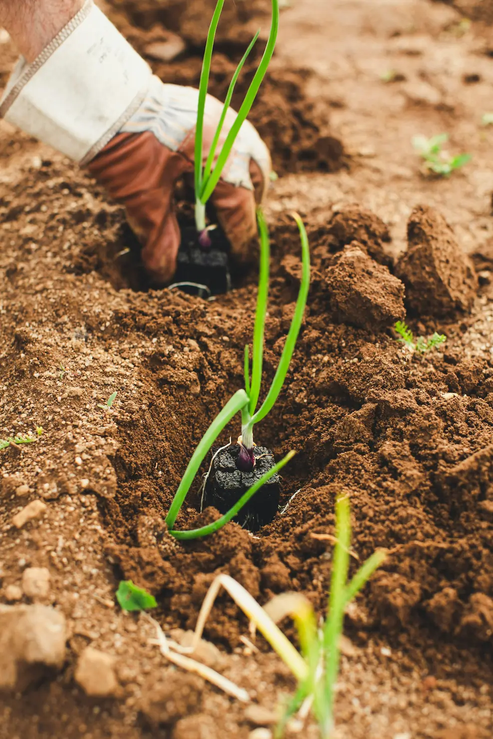 Close-up of healthy, dark soil held by a farmer